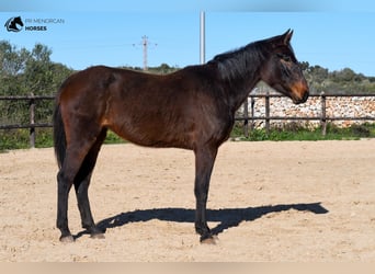Cheval de sport espagnol, Jument, 4 Ans, 160 cm, Bai
