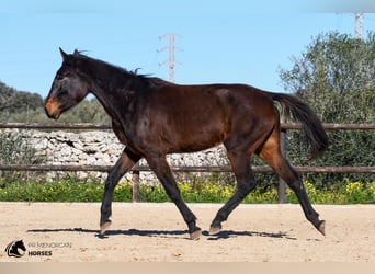 Cheval de sport espagnol, Jument, 4 Ans, 160 cm, Bai