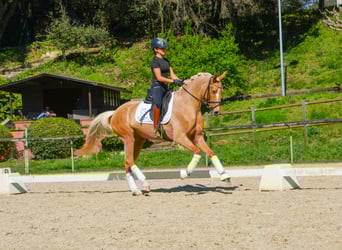 Cheval de sport espagnol, Jument, 4 Ans, 161 cm, Palomino
