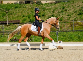 Cheval de sport espagnol, Jument, 4 Ans, 161 cm, Palomino