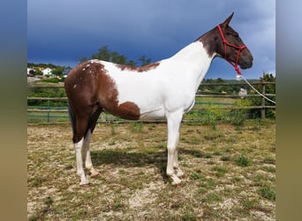Cheval de sport espagnol, Jument, 4 Ans, 162 cm, Pinto