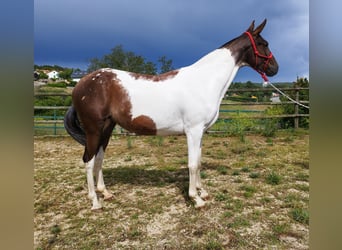 Cheval de sport espagnol, Jument, 4 Ans, 162 cm, Pinto