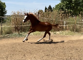 Cheval de sport espagnol, Jument, 4 Ans, 165 cm, Alezan