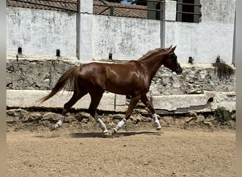 Cheval de sport espagnol, Jument, 4 Ans, 165 cm, Alezan