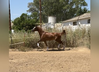 Cheval de sport espagnol, Jument, 4 Ans, 165 cm, Alezan