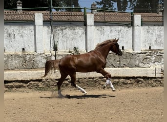 Cheval de sport espagnol, Jument, 4 Ans, 165 cm, Alezan