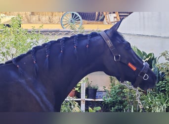 Cheval de sport espagnol, Jument, 4 Ans, 165 cm, Noir