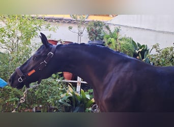 Cheval de sport espagnol, Jument, 4 Ans, 165 cm, Noir