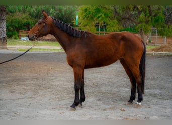 Cheval de sport espagnol, Jument, 4 Ans, 166 cm, Bai
