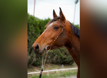 Cheval de sport espagnol, Jument, 4 Ans, 166 cm, Bai