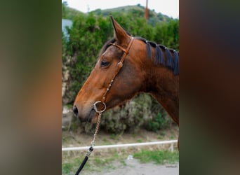 Cheval de sport espagnol, Jument, 4 Ans, 166 cm, Bai