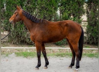 Cheval de sport espagnol, Jument, 4 Ans, 166 cm, Bai