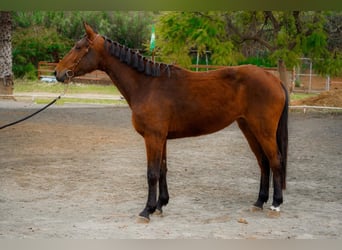 Cheval de sport espagnol, Jument, 4 Ans, 166 cm, Bai