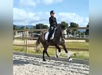 Cheval de sport espagnol, Jument, 4 Ans, 167 cm, Gris pommelé