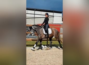 Cheval de sport espagnol, Jument, 4 Ans, 167 cm, Gris pommelé