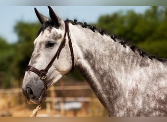 Cheval de sport espagnol, Jument, 4 Ans, 169 cm, Gris