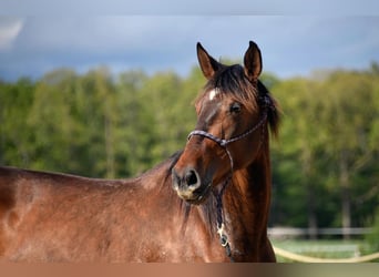 Cheval de sport espagnol, Jument, 4 Ans, 170 cm, Bai