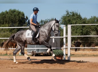 Cheval de sport espagnol, Jument, 4 Ans, 170 cm, Gris pommelé