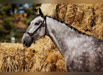 Cheval de sport espagnol, Jument, 4 Ans, 170 cm, Gris pommelé