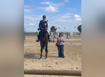 Cheval de sport espagnol, Jument, 4 Ans, 178 cm, Noir
