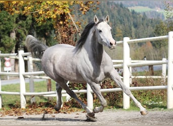 Cheval de sport espagnol, Jument, 5 Ans, 154 cm, Gris moucheté