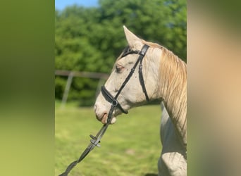 Cheval de sport espagnol, Jument, 5 Ans, 157 cm, Cremello