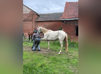 Cheval de sport espagnol, Jument, 5 Ans, 157 cm, Cremello