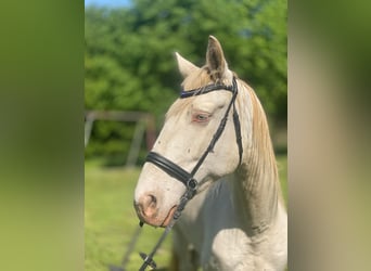 Cheval de sport espagnol, Jument, 5 Ans, 157 cm, Cremello