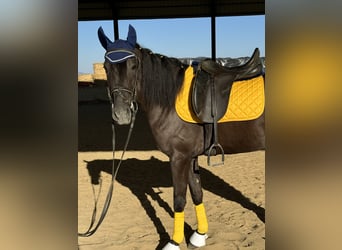 Cheval de sport espagnol, Jument, 5 Ans, 157 cm, Noir