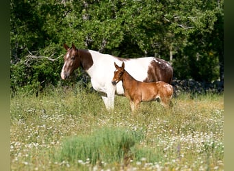 Cheval de sport espagnol, Jument, 5 Ans, 165 cm, Tobiano-toutes couleurs