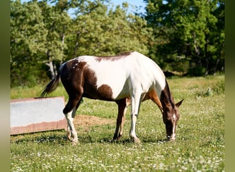 Cheval de sport espagnol, Jument, 5 Ans, 165 cm, Tobiano-toutes couleurs