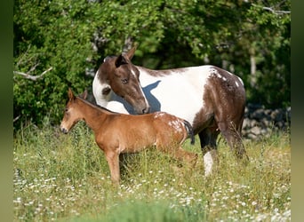 Cheval de sport espagnol, Jument, 5 Ans, 165 cm, Tobiano-toutes couleurs