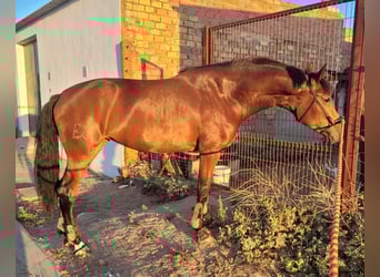 Cheval de sport espagnol, Jument, 5 Ans, 166 cm