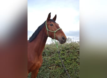 Cheval de sport espagnol, Jument, 5 Ans, 167 cm, Bai