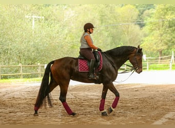 Cheval de sport espagnol, Jument, 5 Ans, 168 cm, Bai brun