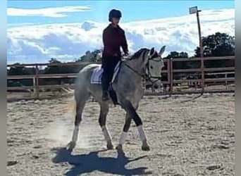 Cheval de sport espagnol, Jument, 5 Ans, 168 cm, Gris