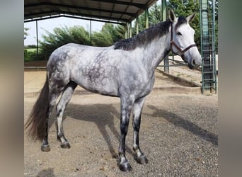 Cheval de sport espagnol Croisé, Jument, 5 Ans, 170 cm, Gris