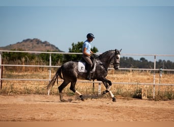 Cheval de sport espagnol, Jument, 5 Ans, 170 cm, Gris pommelé