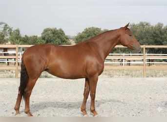Cheval de sport espagnol, Jument, 5 Ans, 174 cm, Alezan