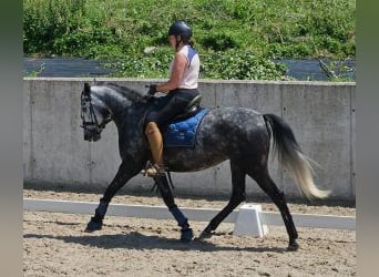 Cheval de sport espagnol Croisé, Jument, 6 Ans, 154 cm, Gris