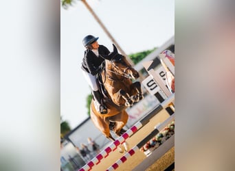 Cheval de sport espagnol, Jument, 6 Ans, 156 cm, Bai
