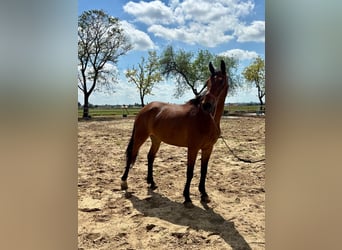 Cheval de sport espagnol, Jument, 6 Ans, 159 cm, Bai
