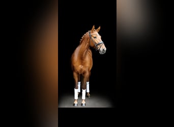 Cheval de sport espagnol, Jument, 6 Ans, 161 cm, Alezan
