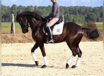 Cheval de sport espagnol, Jument, 6 Ans, 162 cm, Bai brun