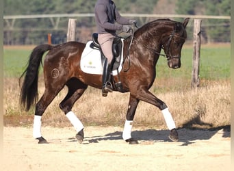 Cheval de sport espagnol, Jument, 6 Ans, 162 cm, Bai brun