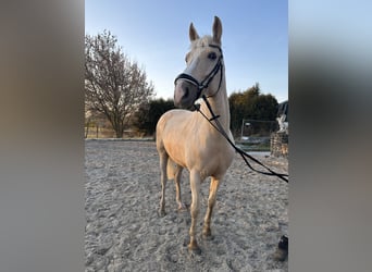 Cheval de sport espagnol, Jument, 6 Ans, 168 cm, Palomino
