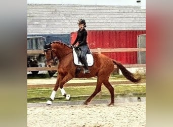 Cheval de sport espagnol, Jument, 6 Ans, 174 cm, Alezan