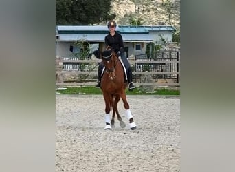 Cheval de sport espagnol, Jument, 6 Ans, 174 cm, Alezan