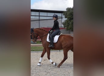 Cheval de sport espagnol, Jument, 6 Ans, 174 cm