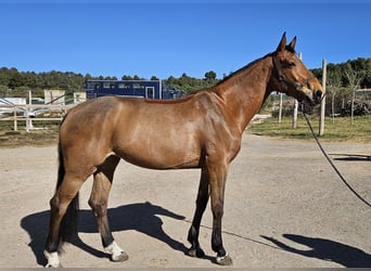 Cheval de sport espagnol, Jument, 6 Ans, Isabelle